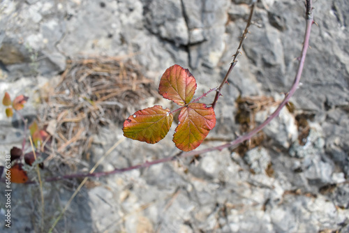 Hoja de zarzamora marrón photo