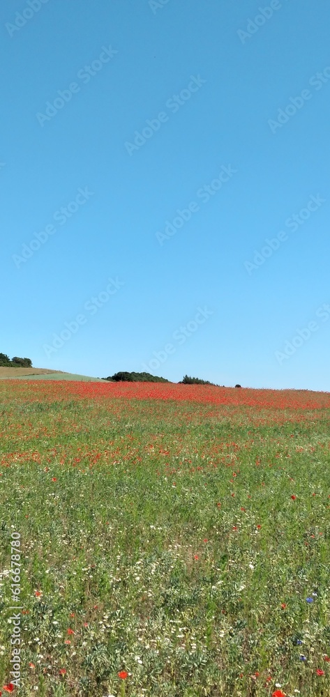 Feld mit rotem Mohn, Djursland, Dänemark