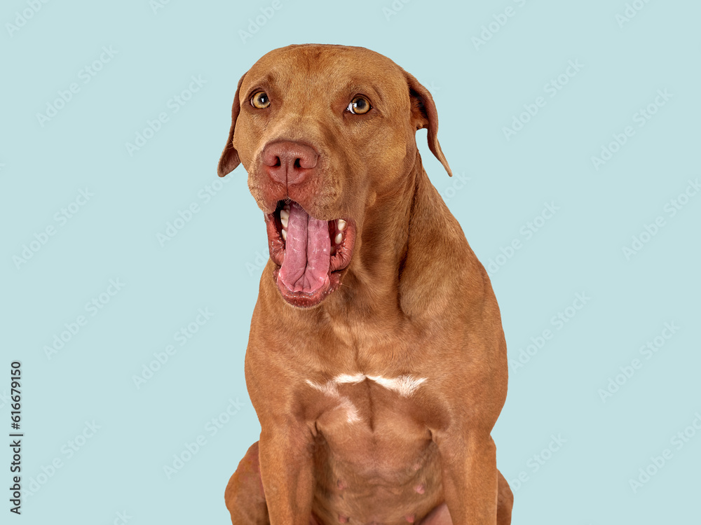 Cute brown dog. Close-up, indoors. Studio photo, isolated background. Day light. Concept of care, education, obedience training and raising pets