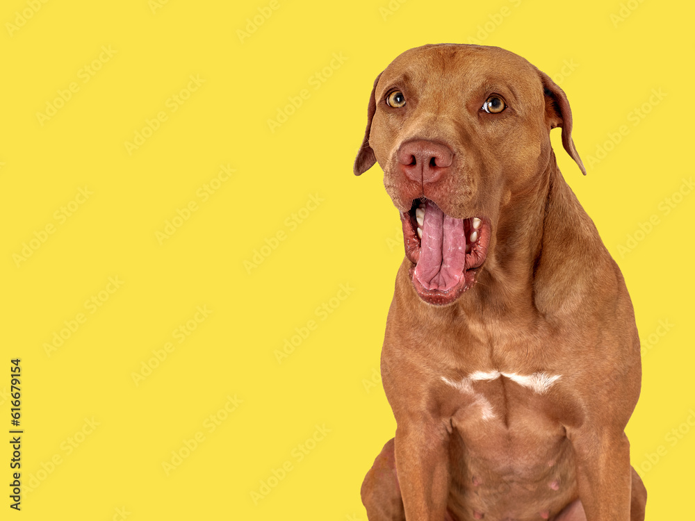 Cute brown dog. Close-up, indoors. Studio photo, isolated background. Day light. Concept of care, education, obedience training and raising pets