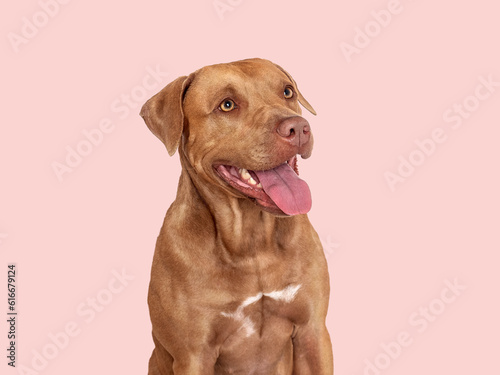 Cute brown dog. Close-up  indoors. Studio photo  isolated background. Day light. Concept of care  education  obedience training and raising pets