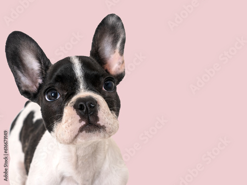 Cute puppy sitting on the table. Studio shot. Isolated background. Clear, sunny day. Close-up, indoors. Day light. Concept of care, education, obedience training and raising pets