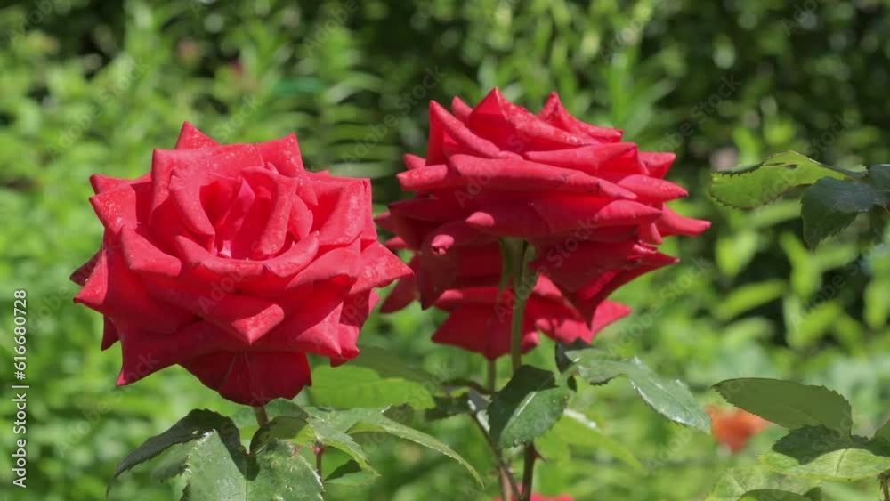 beautiful scarlet red roses blossom in garden. sunny day. beautiful scarlet red roses blossom in garden. sunny day.