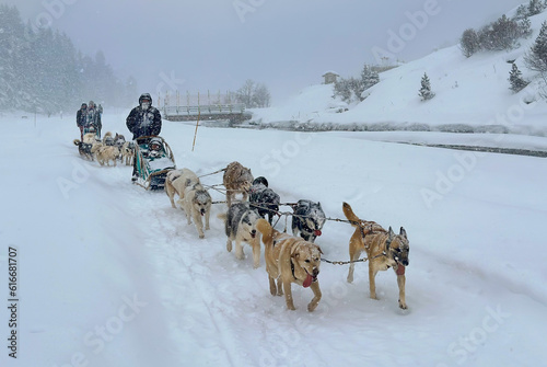 Husky dogs are pulling sledge with family during heavy snowfall in Meribel -Mottaret village, France. photo