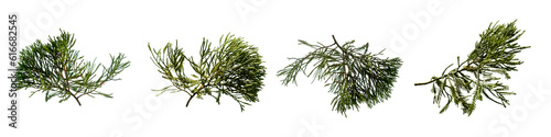 Set of pine branches on white background