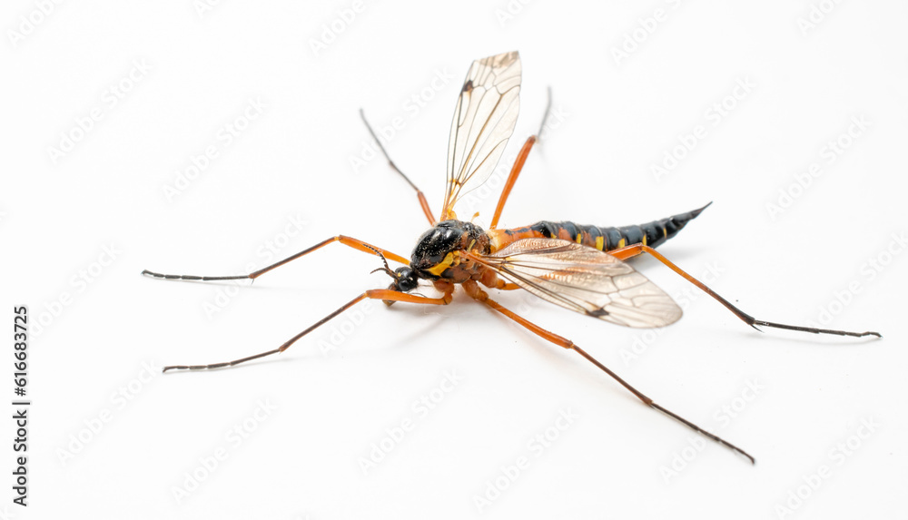 large female fly on a white background.tanyptera atrata. large female fly on a white background.tanyptera atrata.