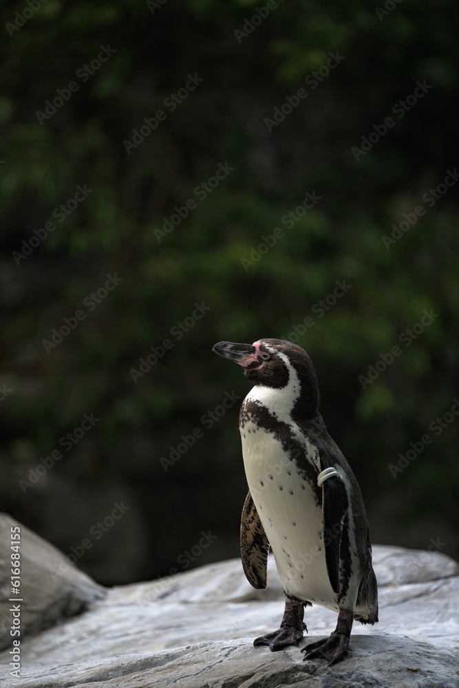 Fototapeta premium penguin on the rock