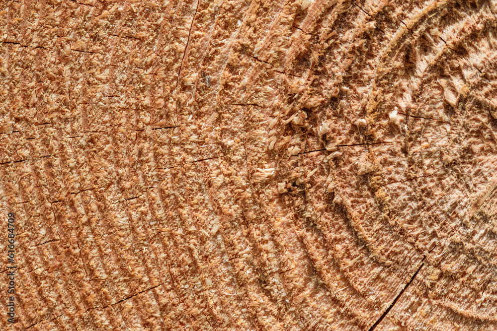Fototapeta premium Brązowe drewno z bliska, tapeta struktura drzewa