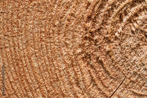 Brązowe drewno z bliska, tapeta struktura drzewa