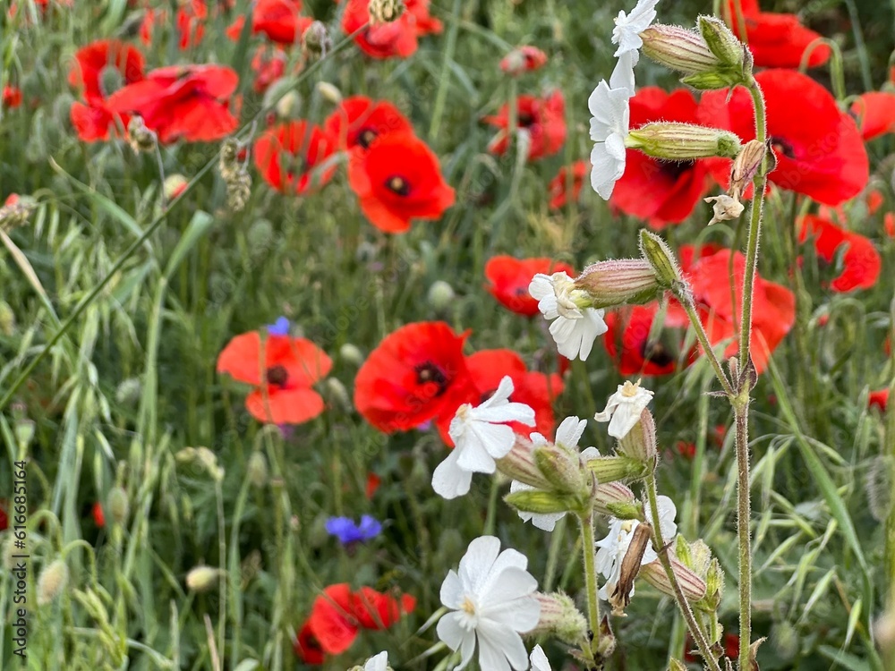 Obraz premium Hawthorn flowers, red poppies beautiful nature