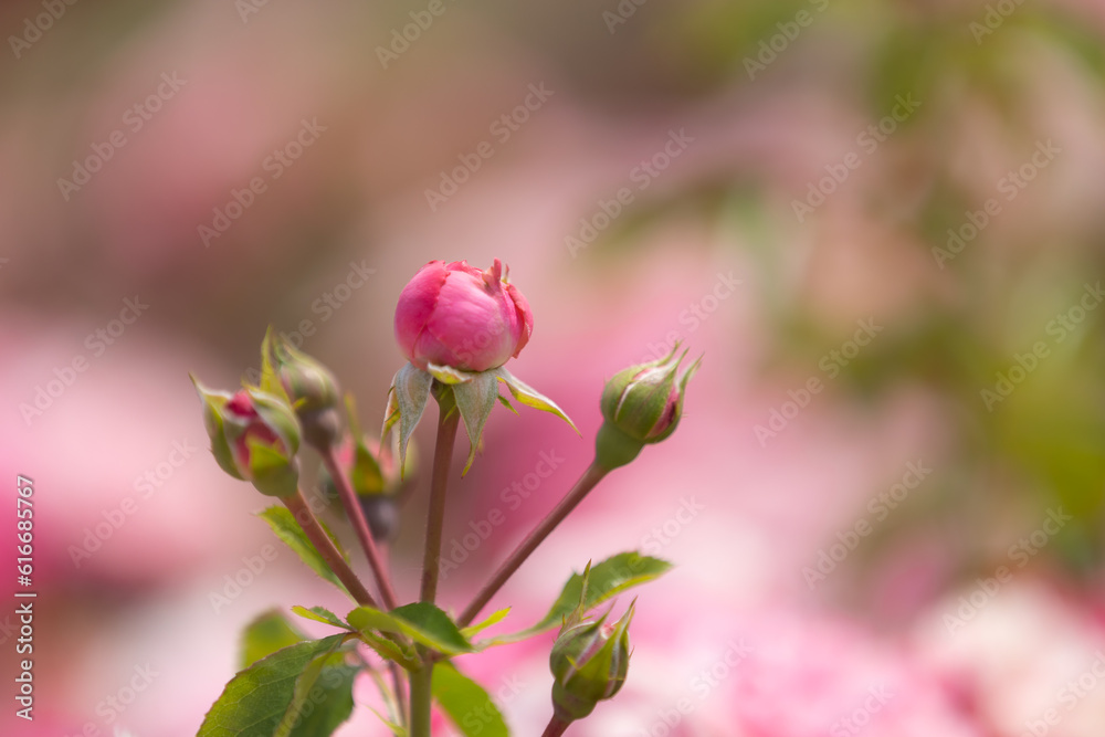 Red rose buds with pink blurry background Red rose buds with pink blurry background