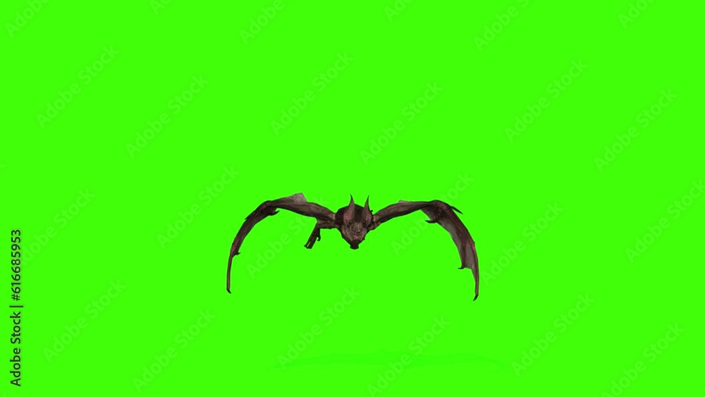 3D Bat is loopflying with a front view animation on the green screen