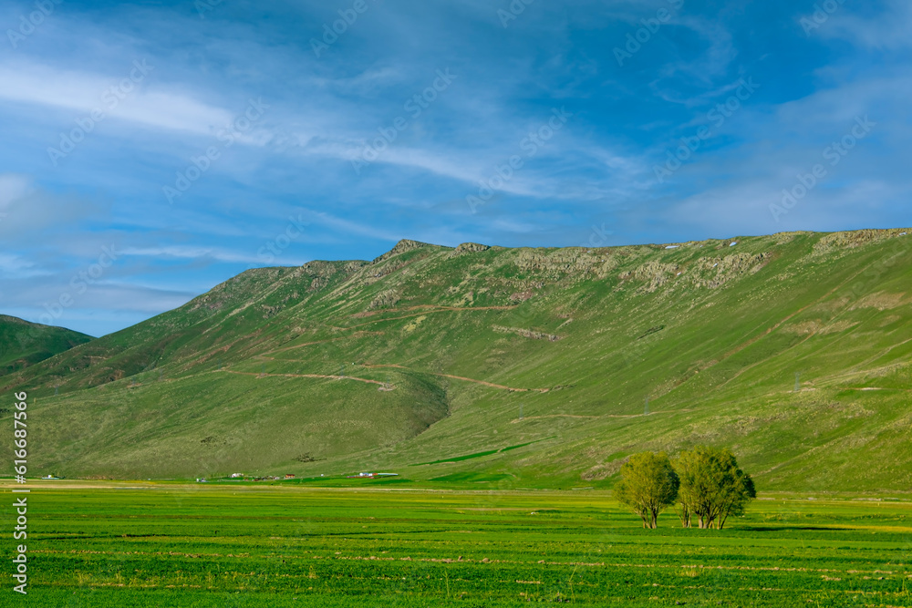 Obraz premium Group of Trees in the Wide Green Field with Majestic Green Mountains in the Background