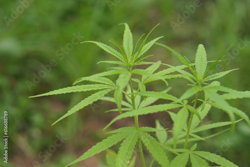 Cultivation of cannabis plants for medicinal extraction