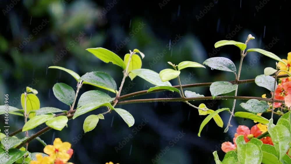 Raining in the flower garden. Raindrops on leaf tree, Light Rain Falling On Tree Leaves Raining in the flower garden. Raindrops on leaf tree, Light Rain Falling On Tree Leaves