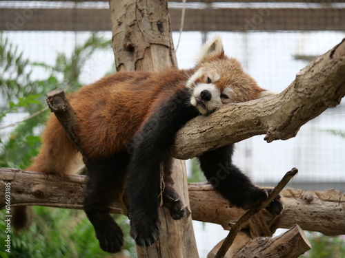 気だるそうなレッサーパンダ