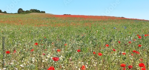 Feld mit rotem Mohn, Djursland, Dänemark