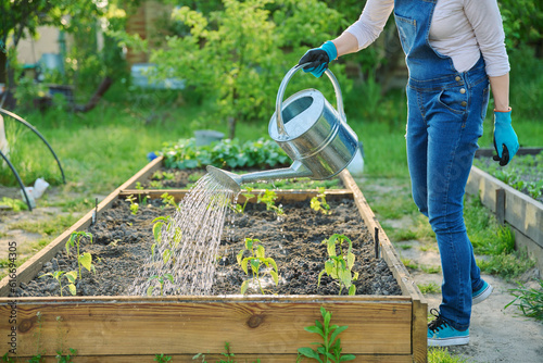 Woman watering vegetable garden with wooden beds with young vegetables photo