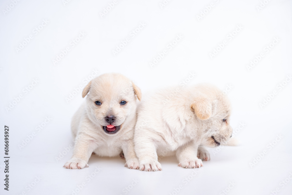 Cute newborn of puppy dog isolated on white background, Group of small puppy white dog Cute newborn of puppy dog isolated on white background, Group of small puppy white dog