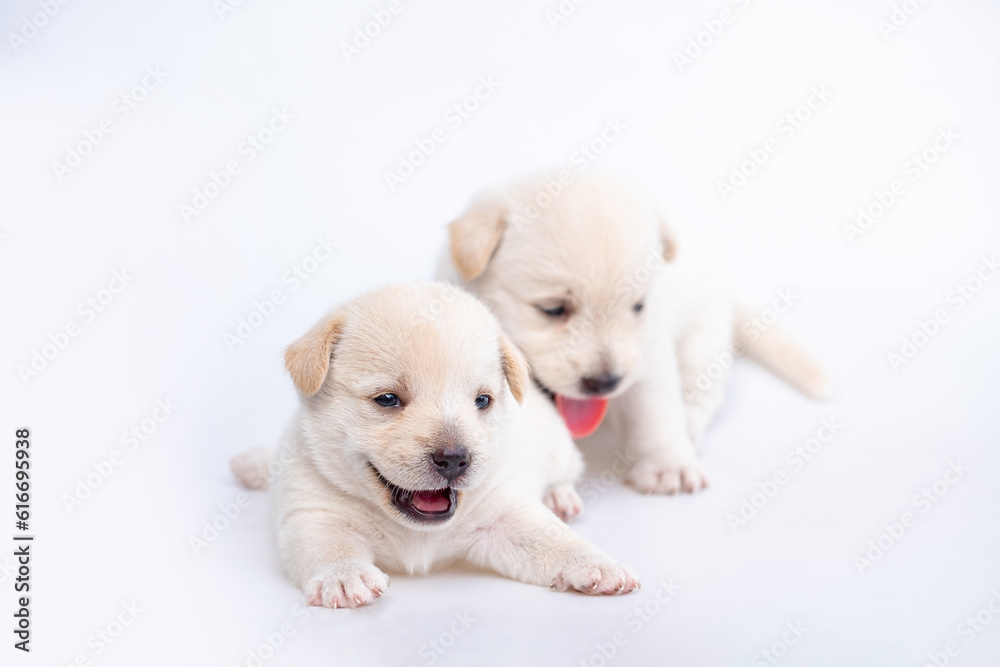 Cute newborn of puppy dog isolated on white background, Group of small puppy white dog Cute newborn of puppy dog isolated on white background, Group of small puppy white dog