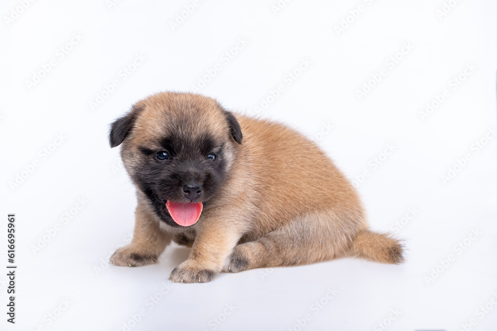 Cute newborn of puppy dog isolated on white background, Full body standing of small brown dog Cute newborn of puppy dog isolated on white background, Full body standing of small brown dog