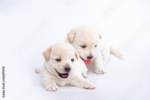 Cute newborn of puppy dog isolated on white background, Group of small puppy white dog