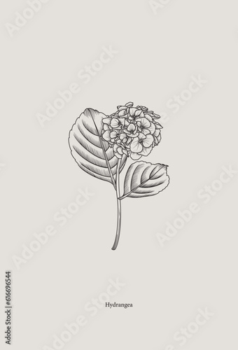 Vintage drawing of hydrangea in graphic style. Vector