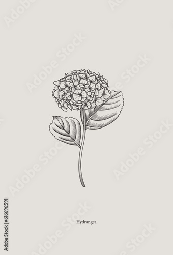 Vintage drawing of hydrangea in graphic style. Vector
