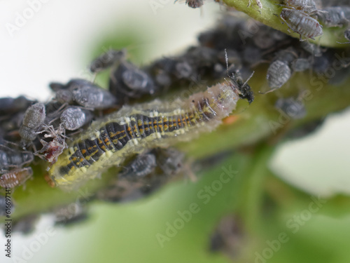 Larva of syrphus hover fly feeding on aphids on bird cherry tree photo