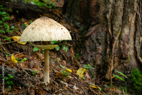 Macrolepiota procera large edible mushroom gowing in a damp forest by a large tree