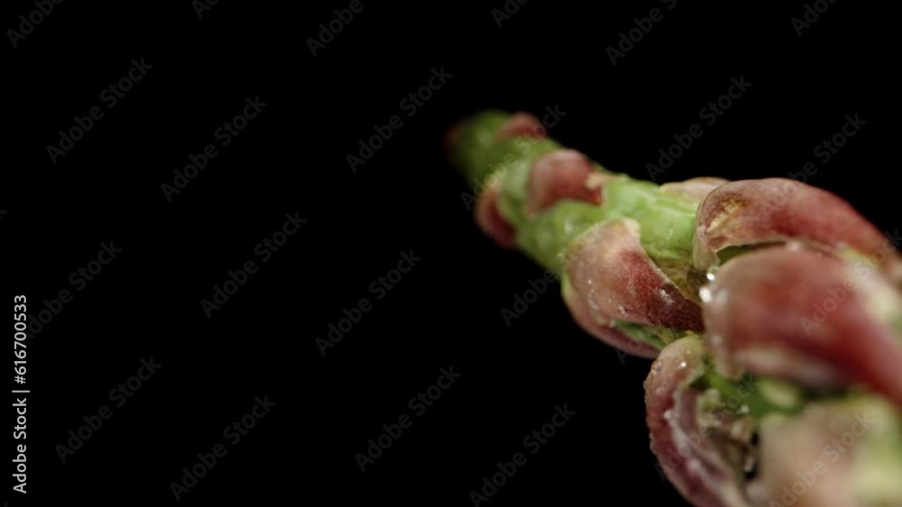 A stalk of asparagus with water droplets on it, against a black background. Dolly slider extreme close-up. A stalk of asparagus with water droplets on it, against a black background. Dolly slider extreme close-up.