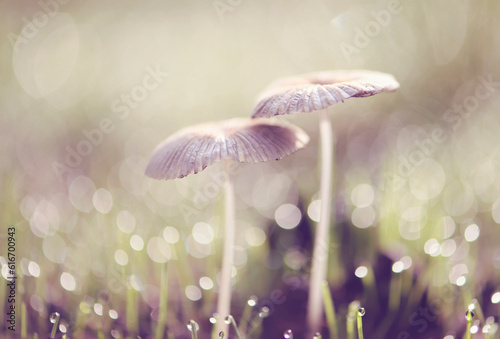 Close up of mushroom on grass