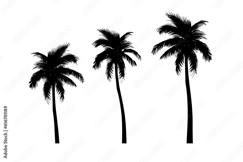 Silhouettes of palm trees isolated on transparent or white background, png Silhouettes of palm trees isolated on transparent or white background, png