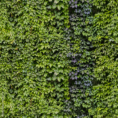 Seamless texture or pattern of wall creeping vine plants growing on a concrete with nice textures. © VFX Photographer