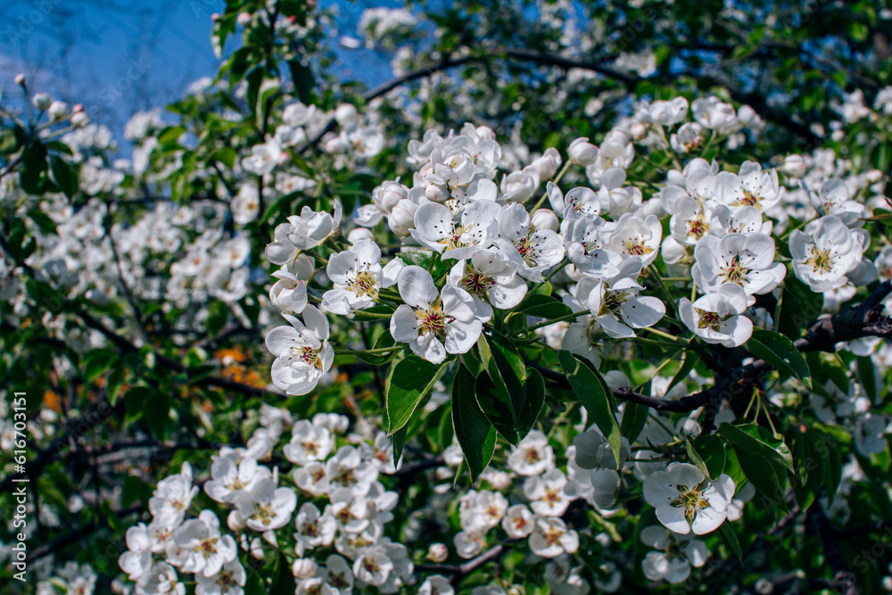 Beautiful blooming apple tree branches with white flowers growing in a garden. Spring nature background. Beautiful blooming apple tree branches with white flowers growing in a garden. Spring nature background.