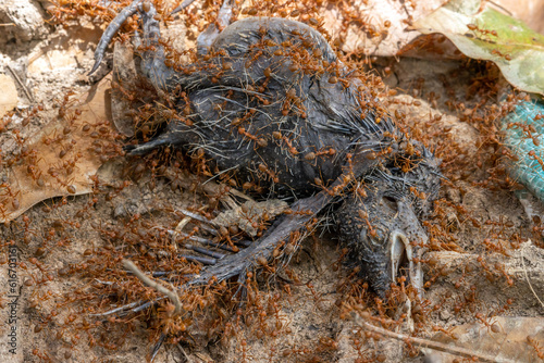 Weaver ants (Oecophylla smaragdina) dispose of the carcass of a bird in a tropical nature. photo