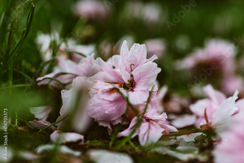 Weisse und Rosafarbene welke Blütenblätter der Japanischen Zirkirsche liegen auf dem Boden unter dem Kirschbaum photo