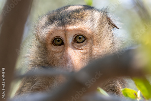 The portrait of macaque on a tree in tropical forest, Thailand © milkovasa