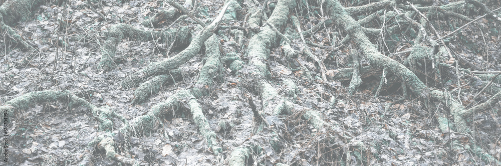 Faded Roots Tree roots covered with moss. The surface of the ground, covered with ...