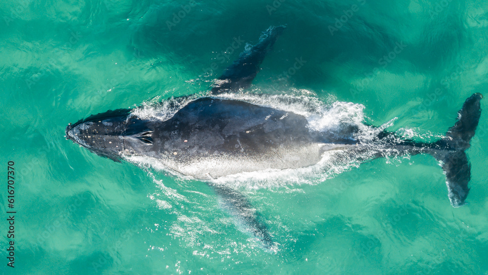 A top view of a humpback whale swimming in the water