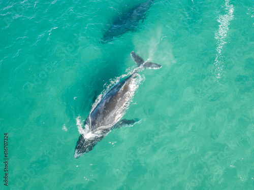 A top view of a pair of the humpback whales in the shallow water