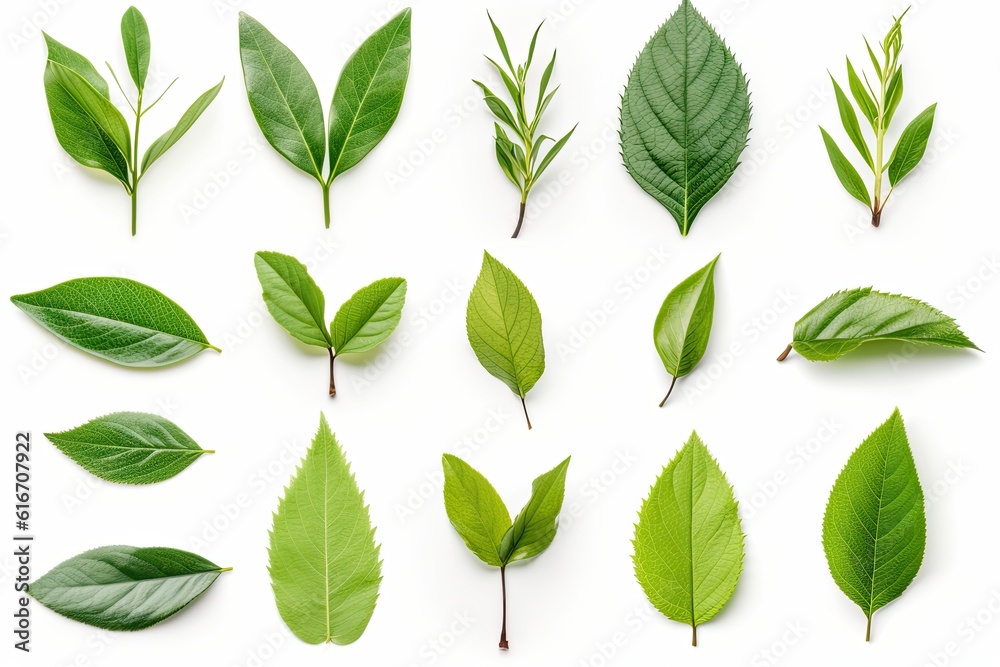 Set of green tea leaves isolated on white background. Generative AI