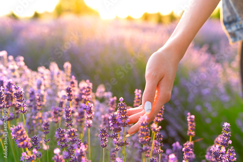 Female hand gently runs over the blooming lavender in the morning sun. Summer lavender blooming season. Selective focus.