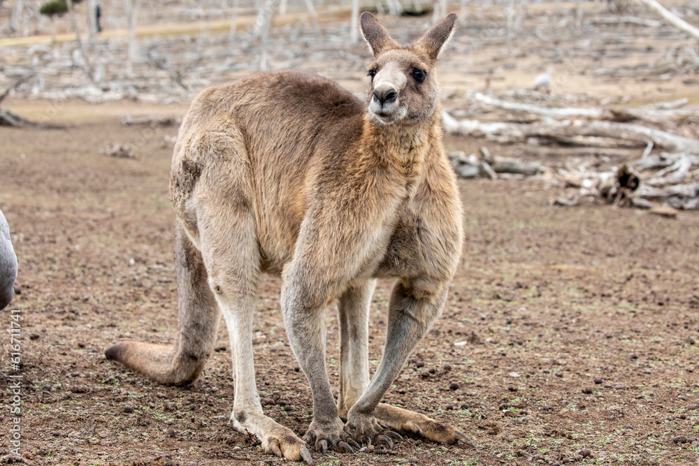 The eastern grey kangaroo (Macropus giganteus) is a marsupial found in the eastern third of Australia, with a population of several million. The eastern grey kangaroo (Macropus giganteus) is a marsupial found in the eastern third of Australia, with a population of several million.