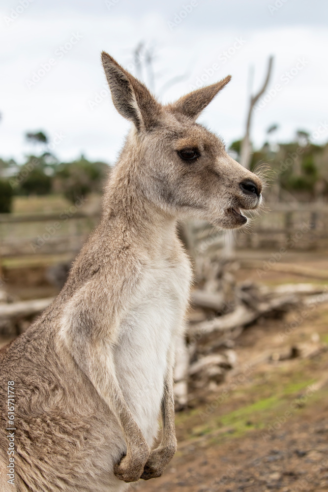 The eastern grey kangaroo (Macropus giganteus) is a marsupial found in the eastern third of Australia, with a population of several million. 