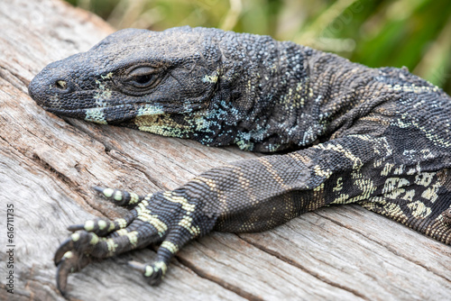 The lace monitor (Varanus varius) is a member of the monitor lizard family native to eastern Australia. It is monotypic; no subspecies are recognised. 