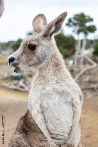 The eastern grey kangaroo (Macropus giganteus) is a marsupial found in the eastern third of Australia, with a population of several million.  © Danny Ye