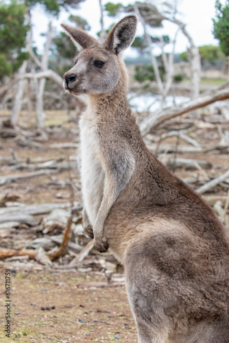 The eastern grey kangaroo (Macropus giganteus) is a marsupial found in the eastern third of Australia, with a population of several million. 