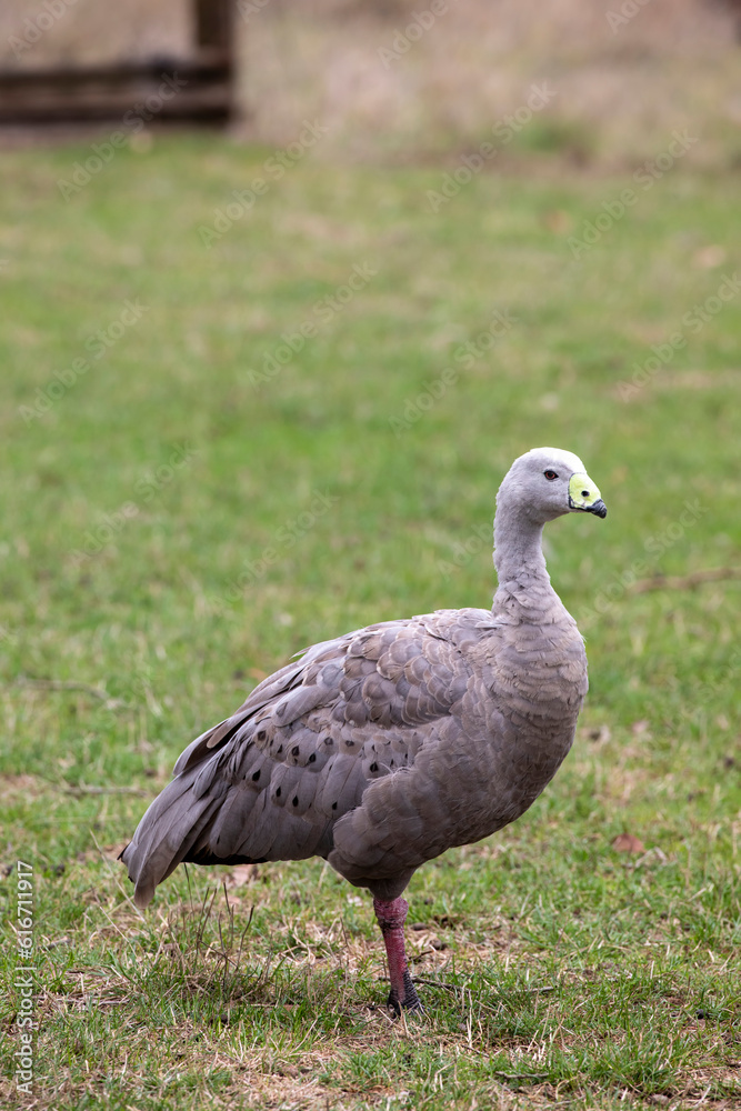The Cape Barren goose (Cereopsis novaehollandiae) is a large goose resident in southern Australia. The species is named for Cape Barren Island, where specimens were first sighted by European explorer. The Cape Barren goose (Cereopsis novaehollandiae) is a large goose resident in southern Australia. The species is named for Cape Barren Island, where specimens were first sighted by European explorer.