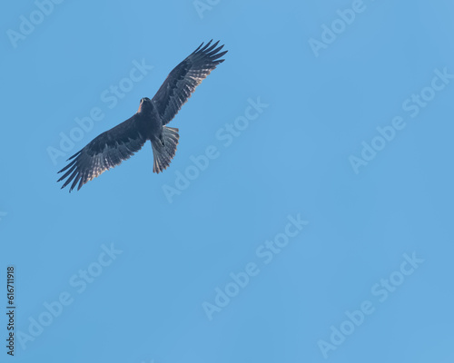 A Golden eagle in flight